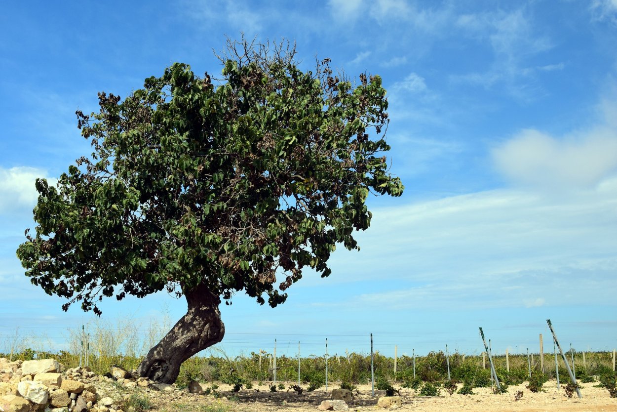 Тютина дерево