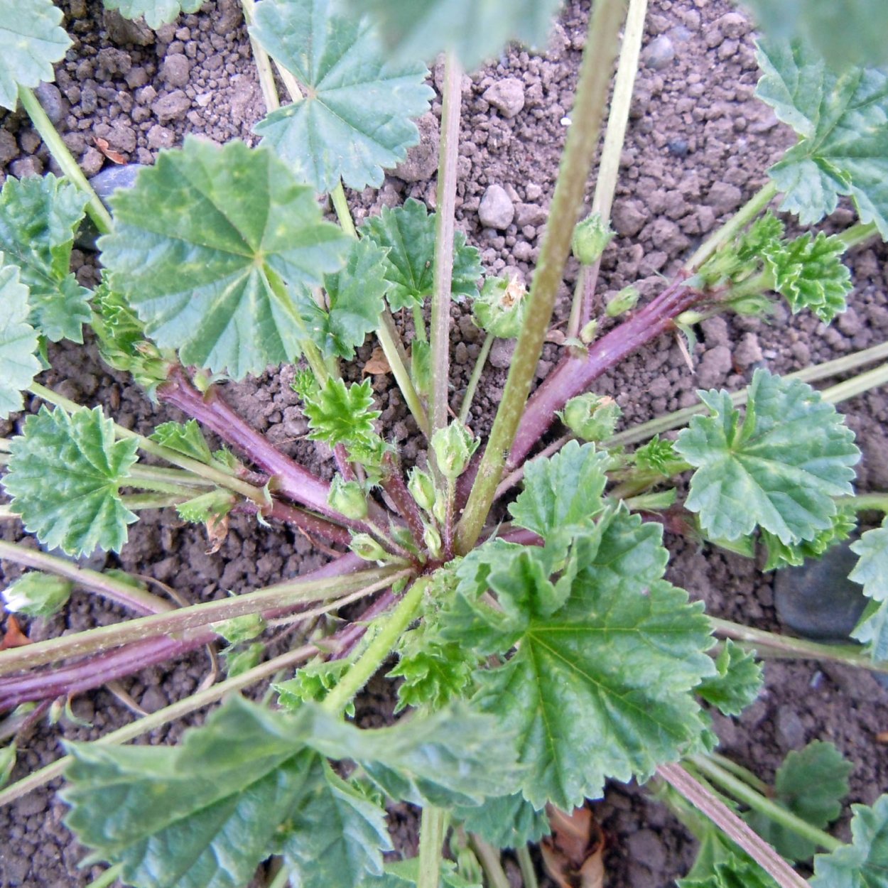 Мальва корневище