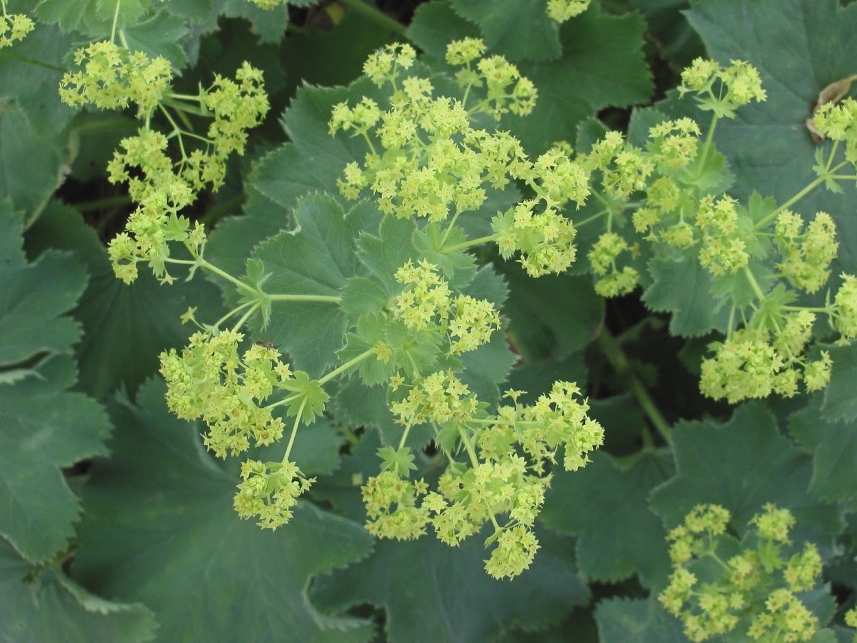 Манжетка Alchemilla mollis Robustica