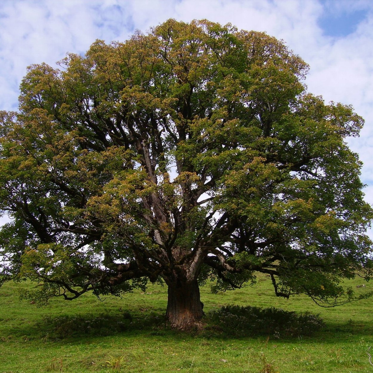 Дуб черешчатый Дубрава