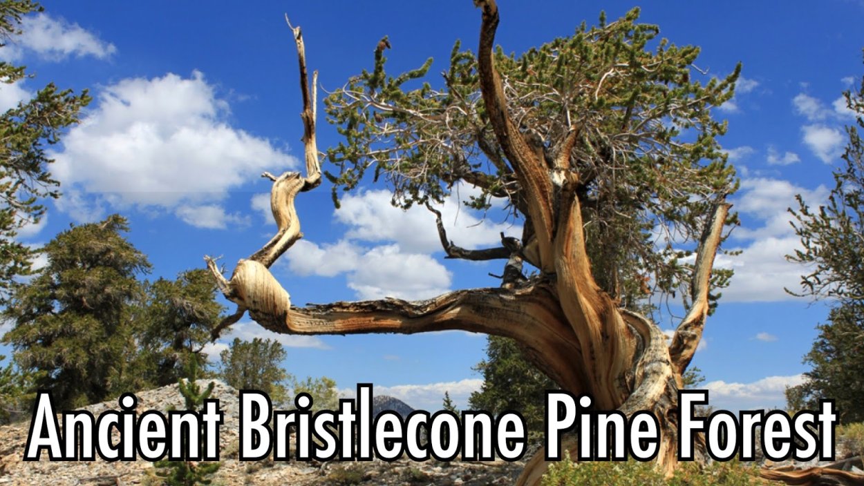 Ива белая Болдино