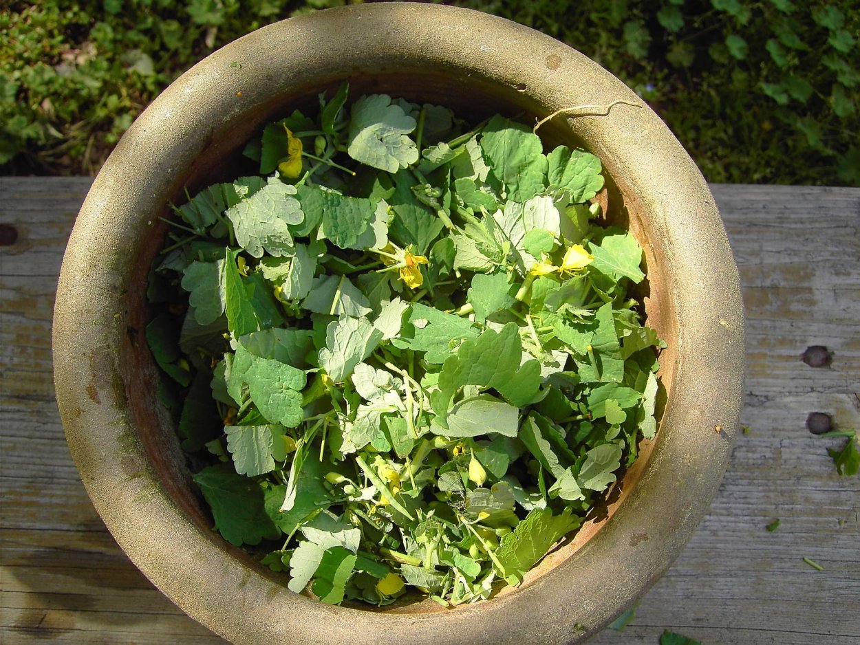 Настой травы чистотела