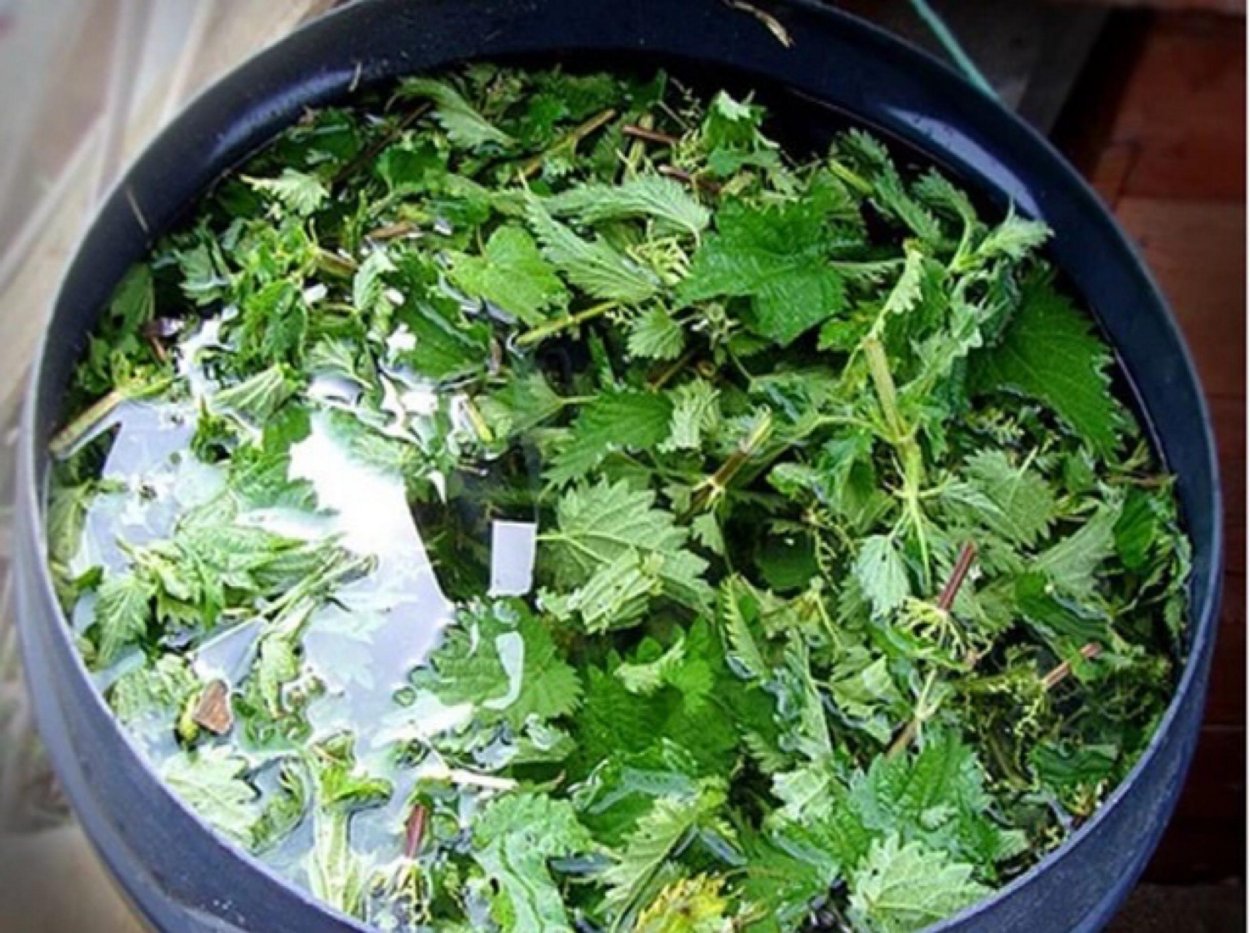 Удобрение из крапивы