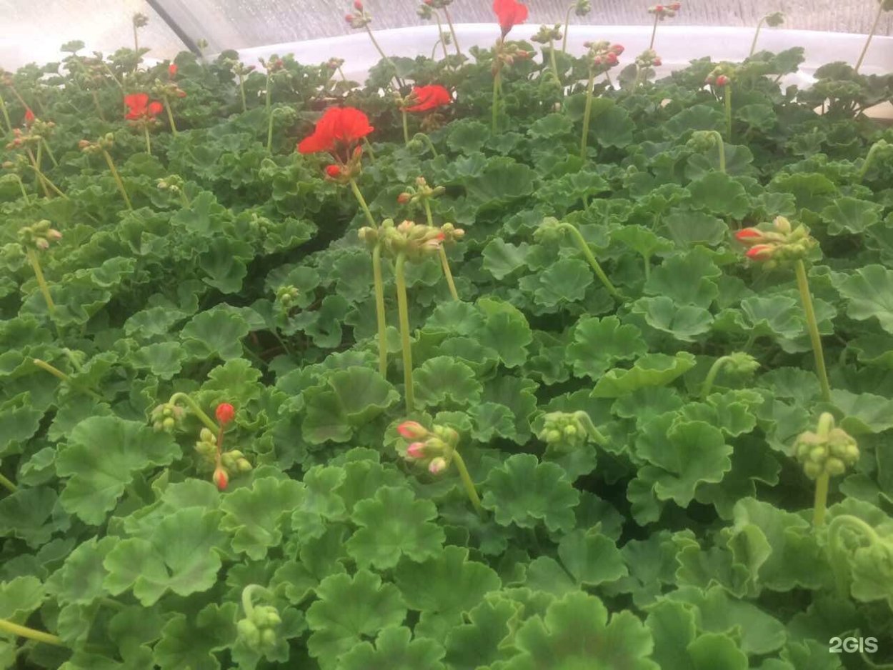 Пирпет армянская трава