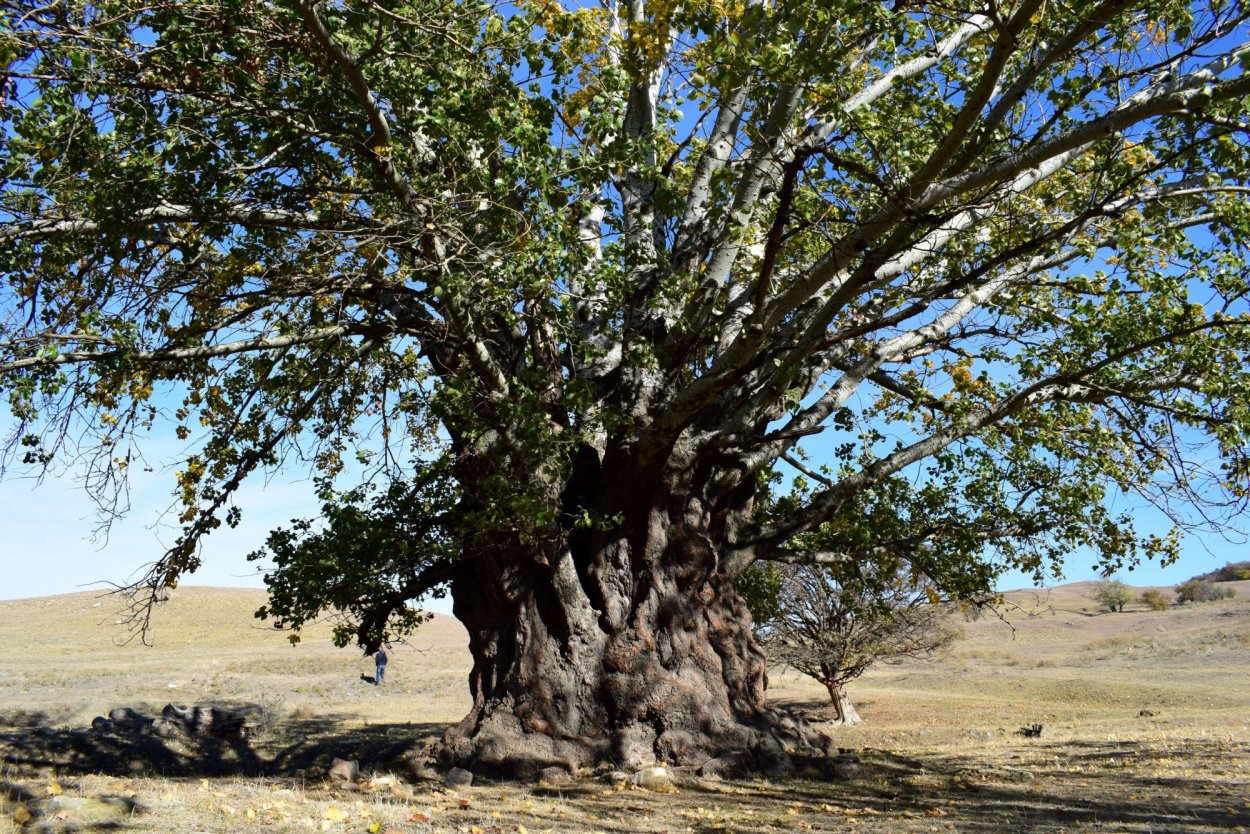 Баобаб (Адансония пальчатая
