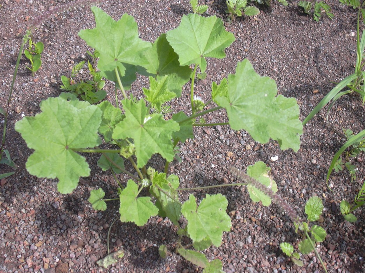 Мальва Парвифлора