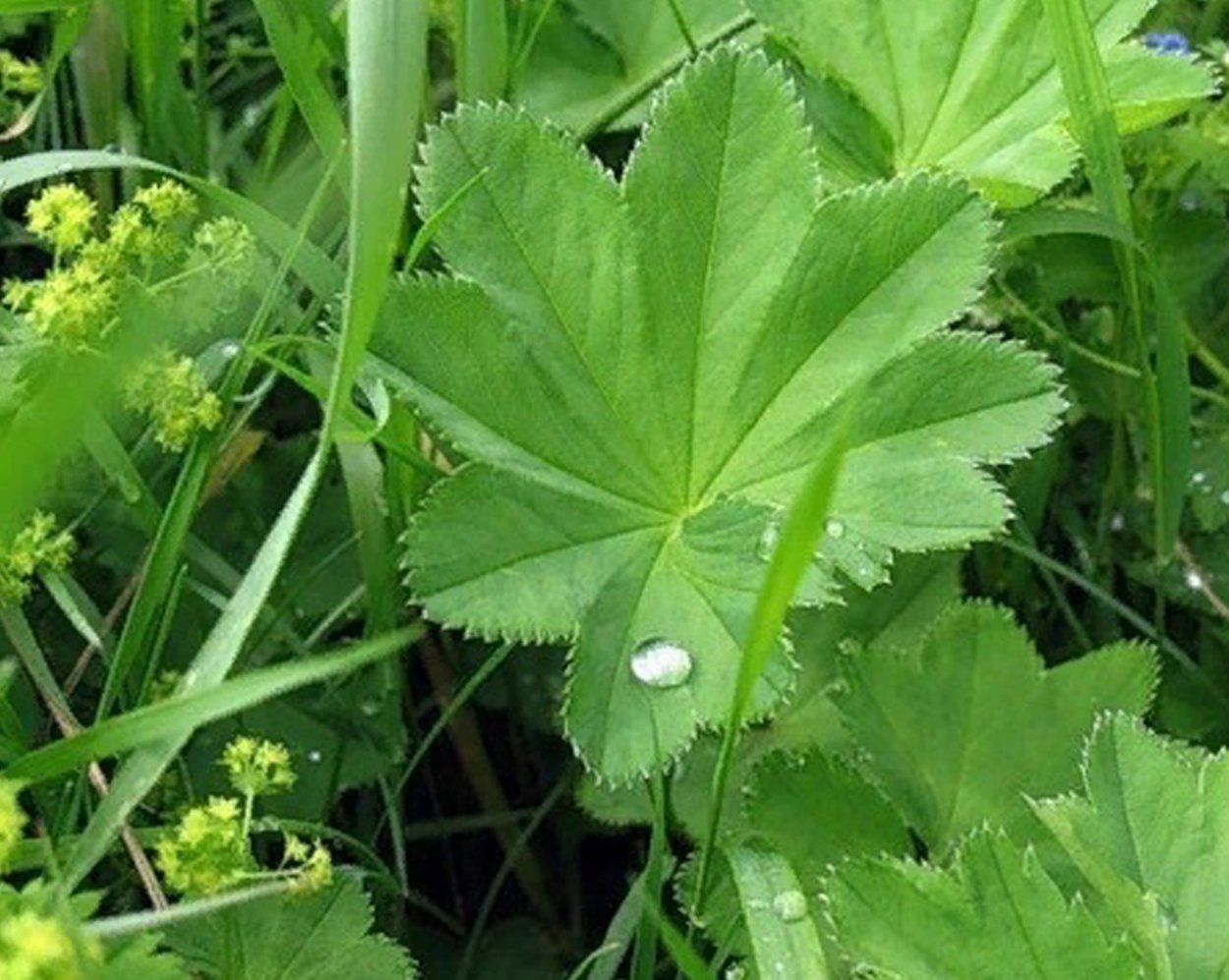 Манжетка и сныть