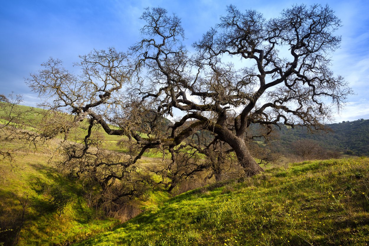 Саванна растение Барбары Адансония