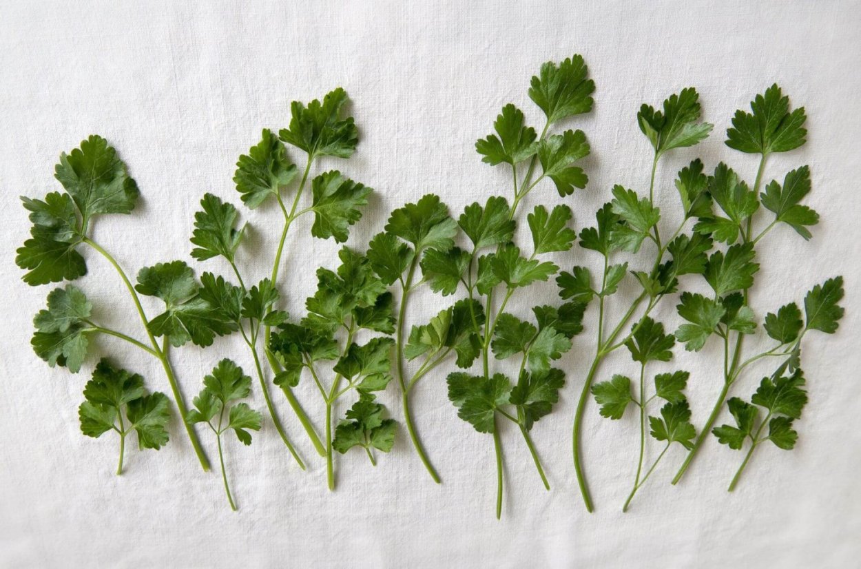 Петрушка трава сорняк