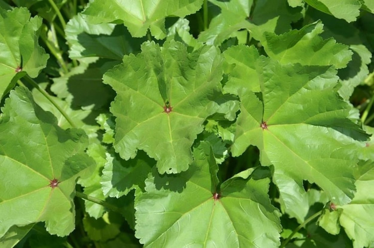 Мальва Пиперт