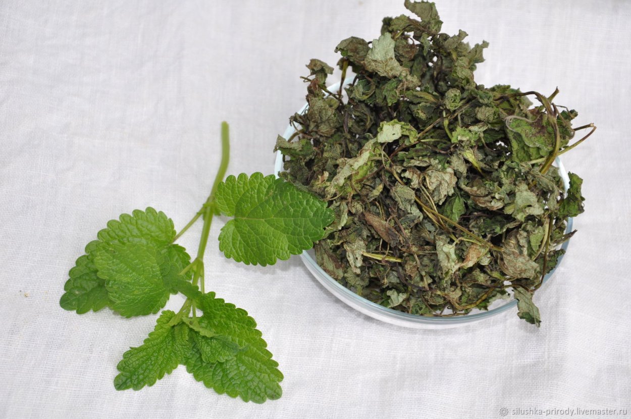 Мелисса лекарственная ЛРС