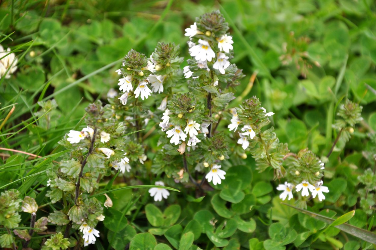 Очанка на белом фоне