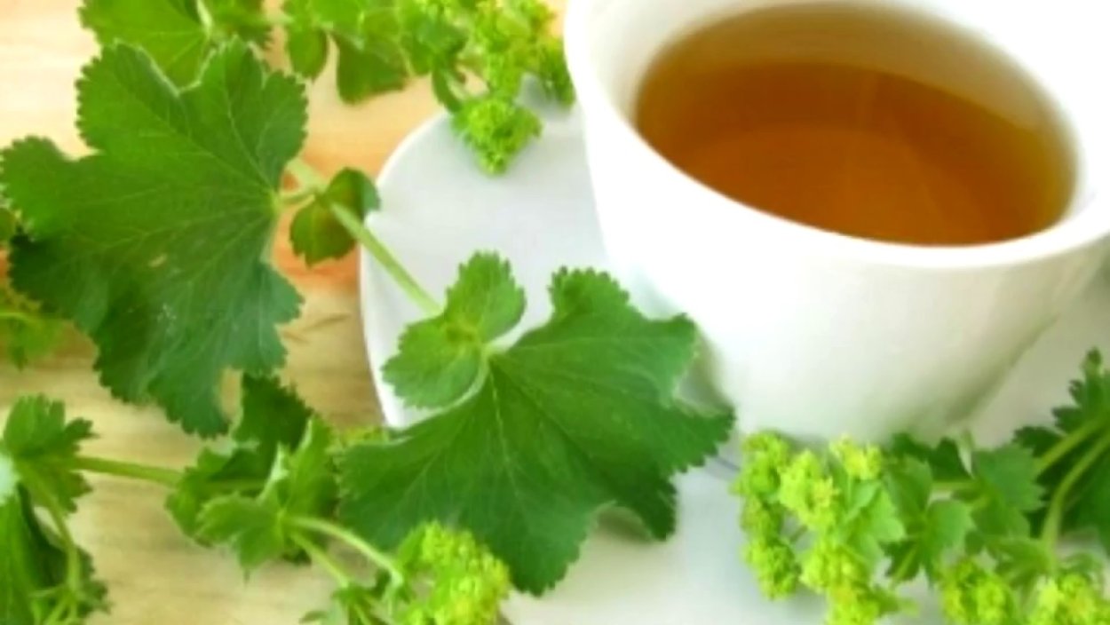 Манжетка обыкновенная чай