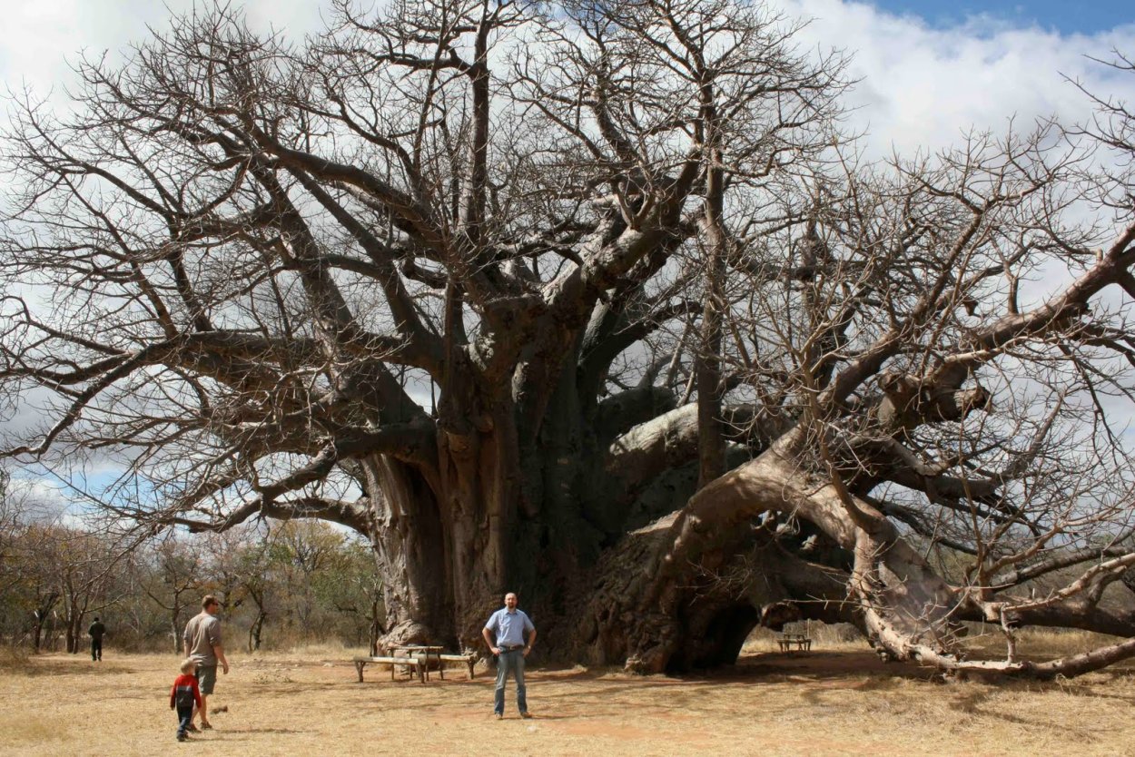 Баобаб Санлэнд