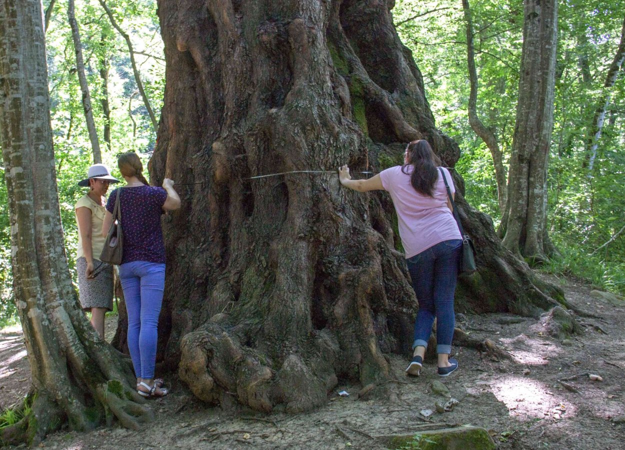 Проспект баобабов Мадагаскар