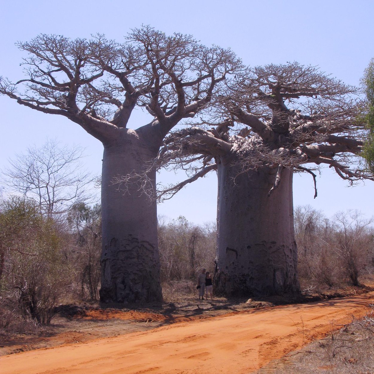 Секвойя ареал