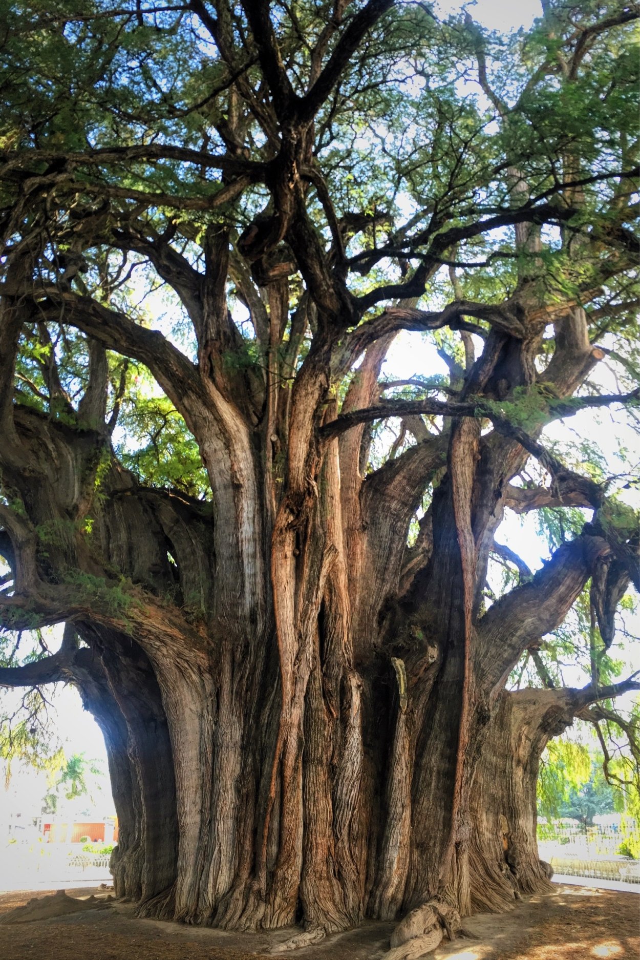 Баобаб дерево