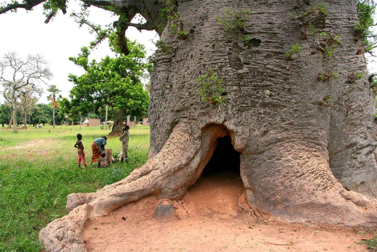 Баобаб (Адансония пальчатая