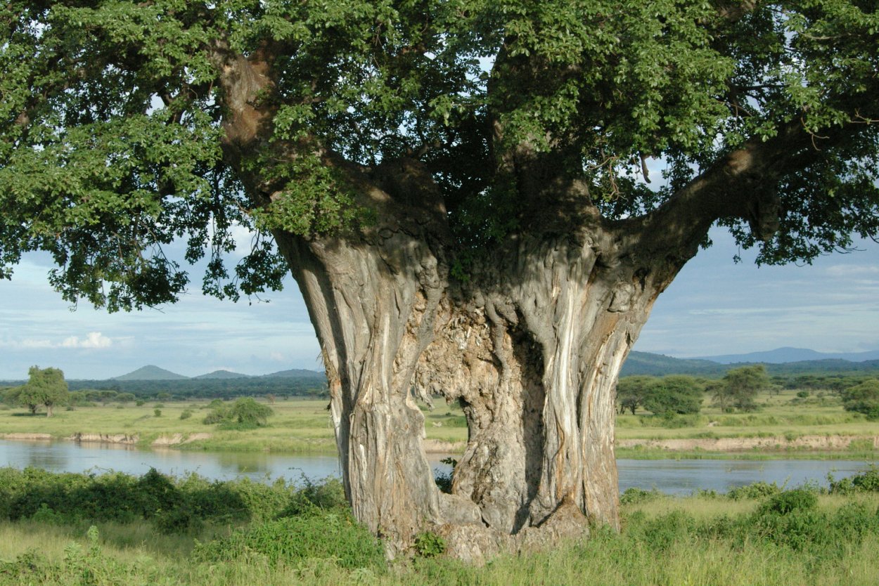 Секвойя Мафусаил