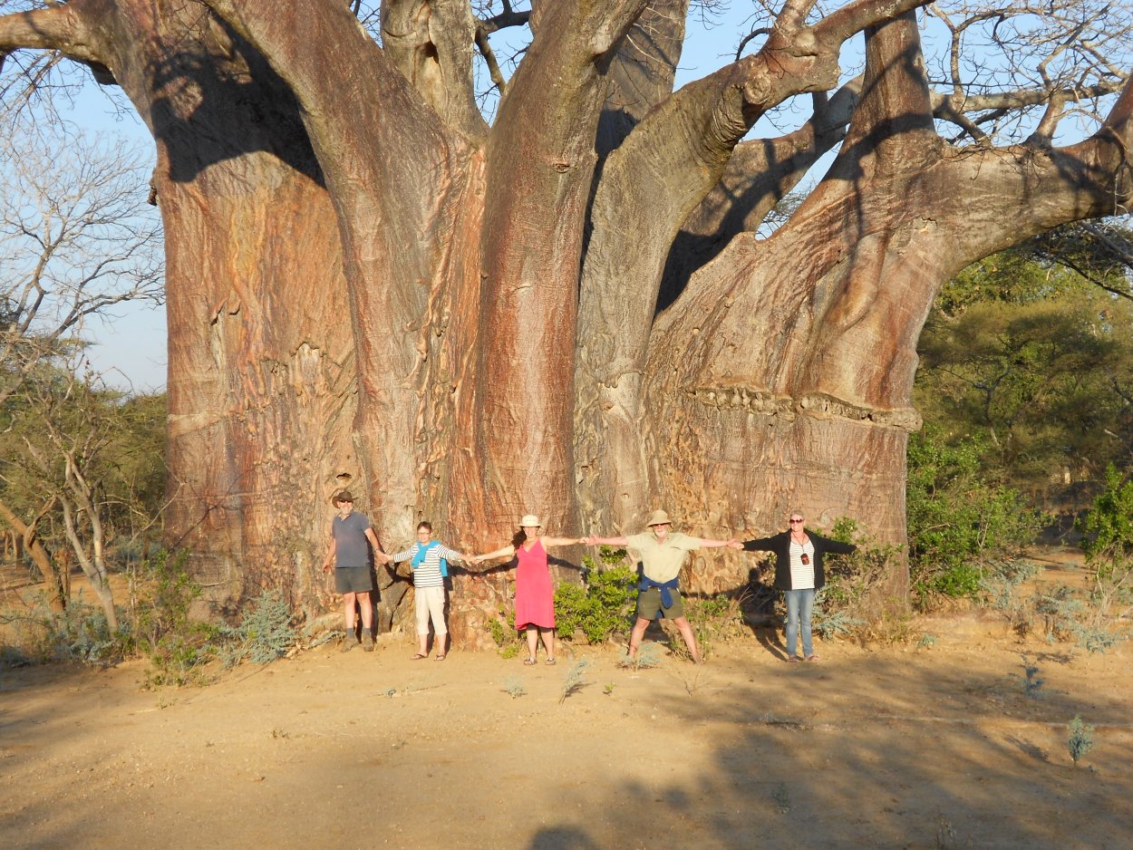 Баобаб Санлэнд