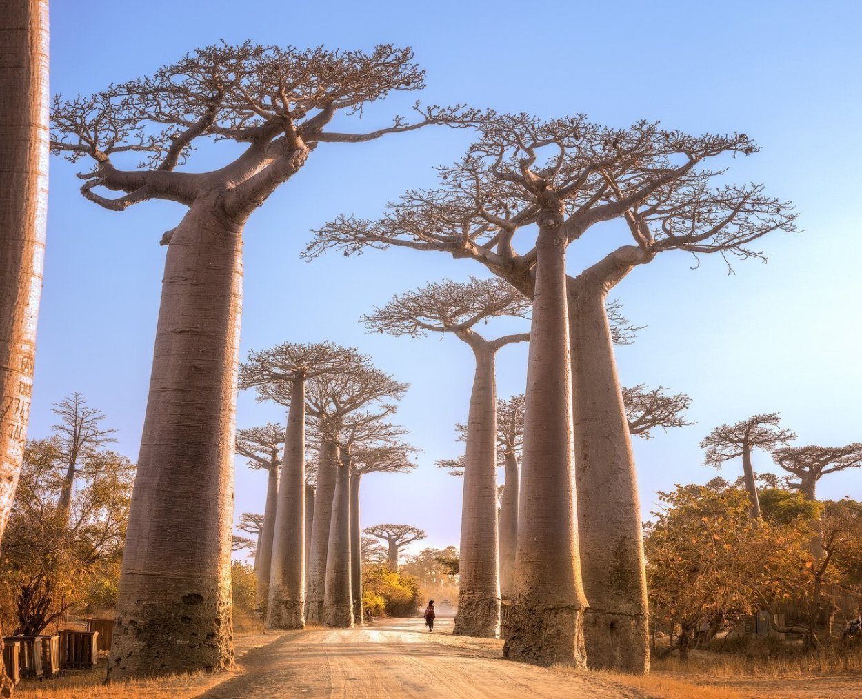 Самое толстое дерево в мире баобаб