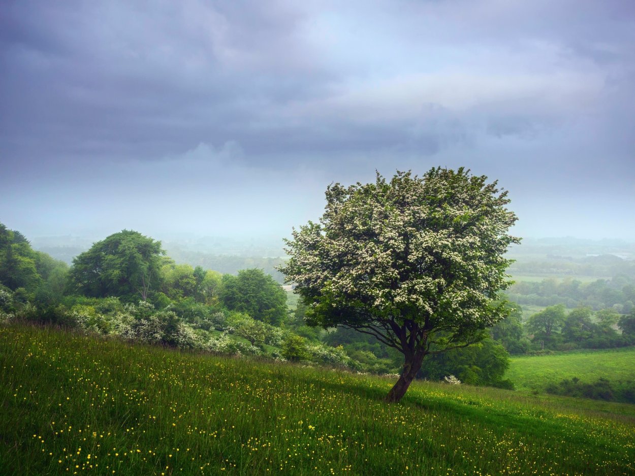 Дерево на Холме