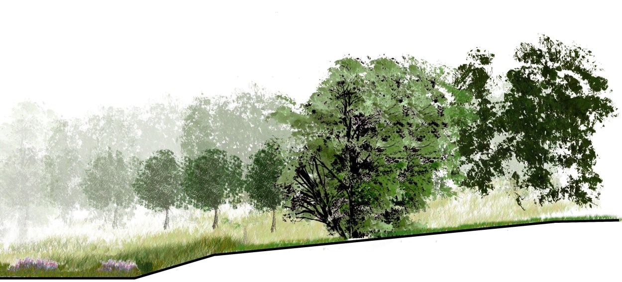 Клипарт лес на прозрачном фоне