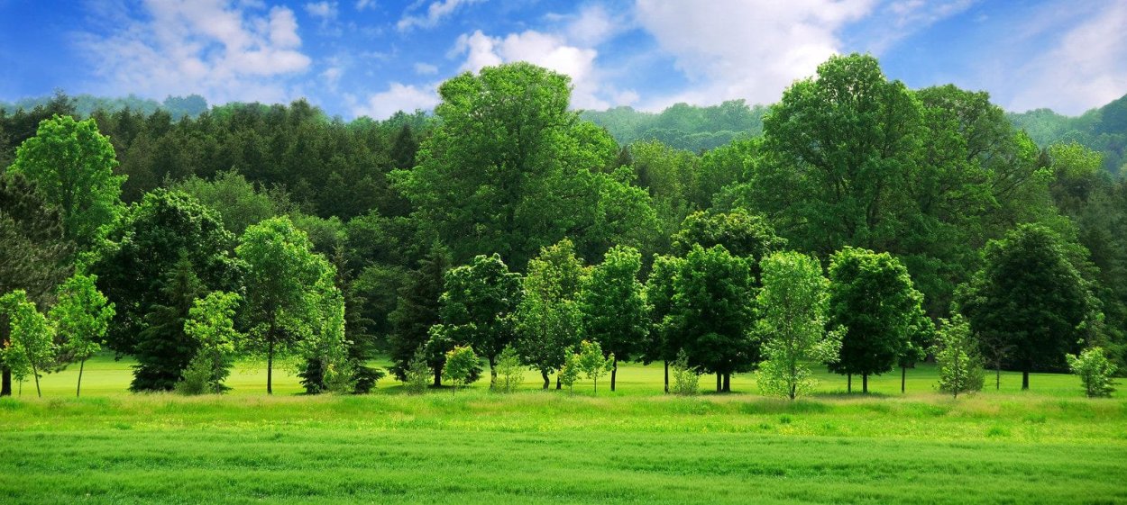 Панорама деревья