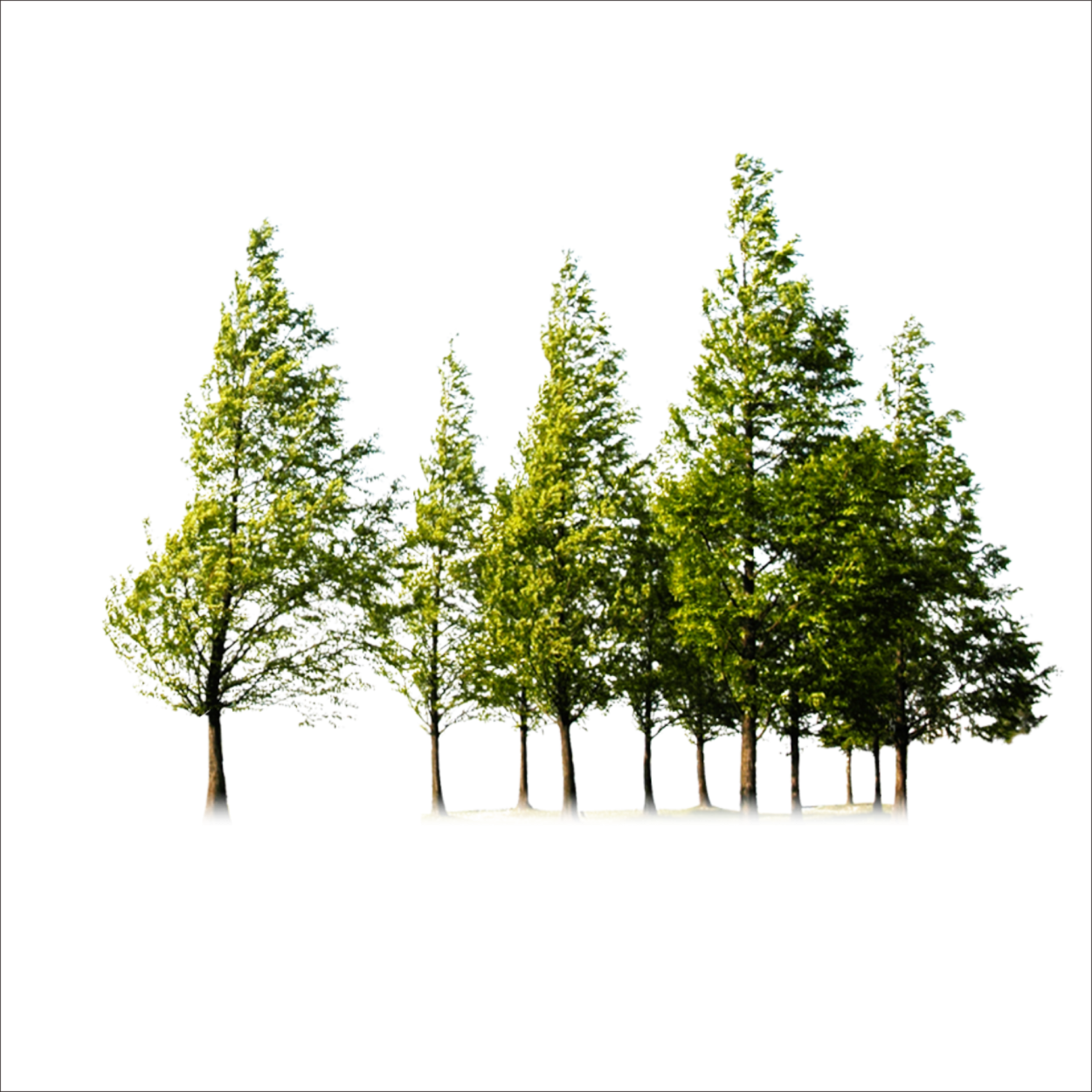 Лес без фона