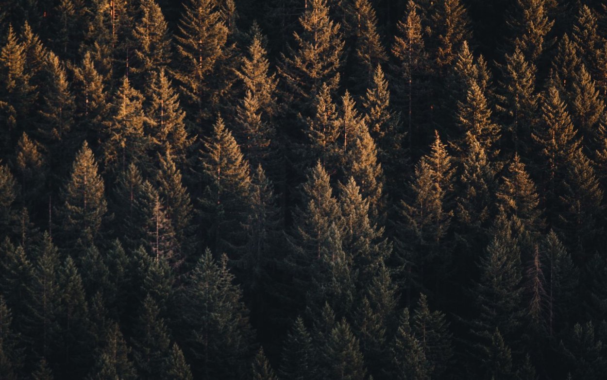 Темный лес вид сверху