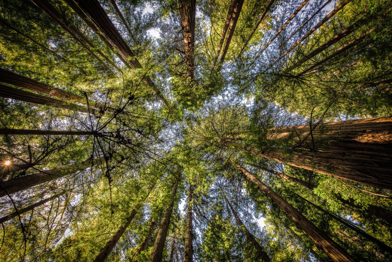 Таежный лес снизу вверх