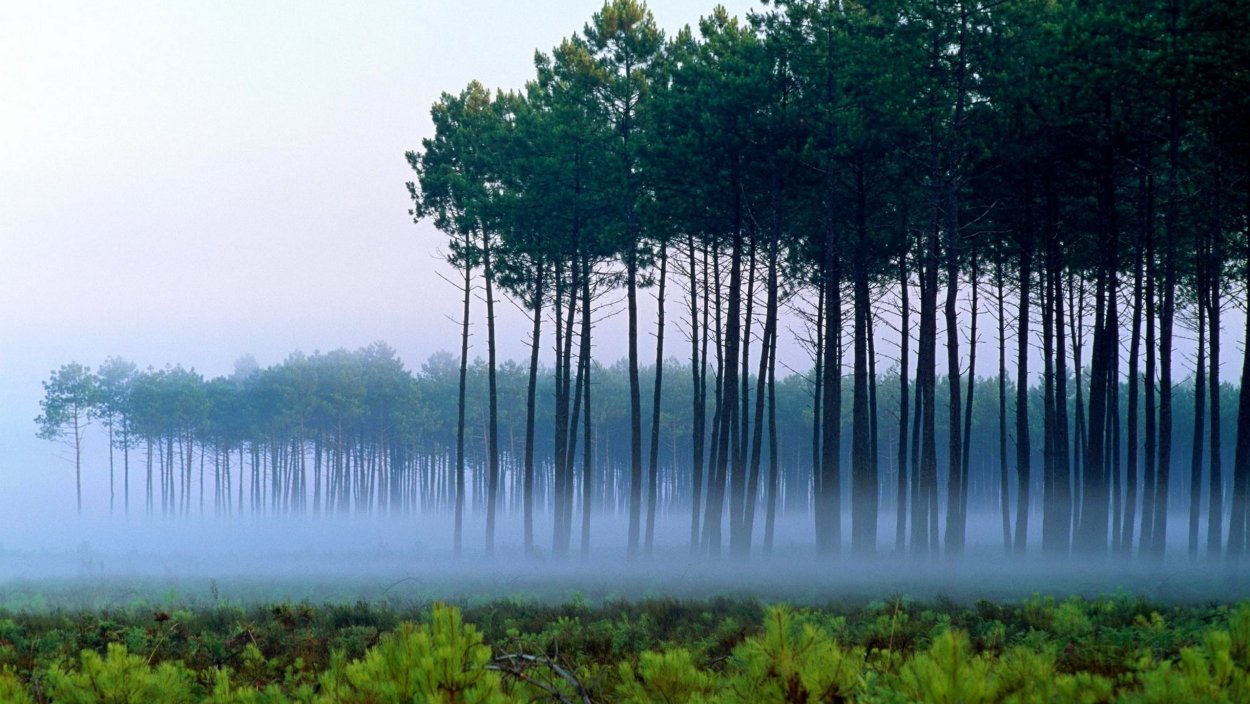 Сосновый лес в тумане