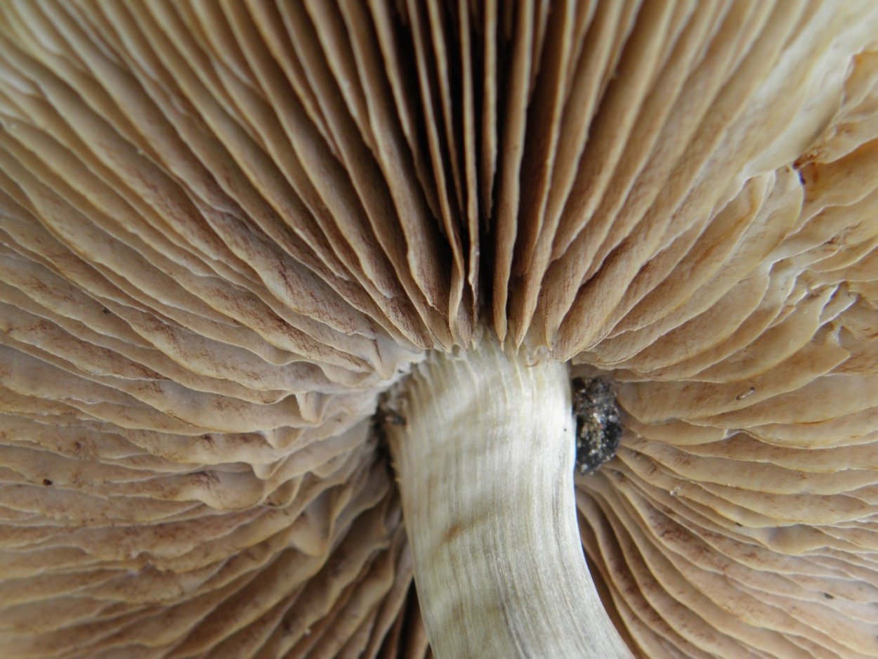 Лисичка трубчатый или пластинчатый гриб