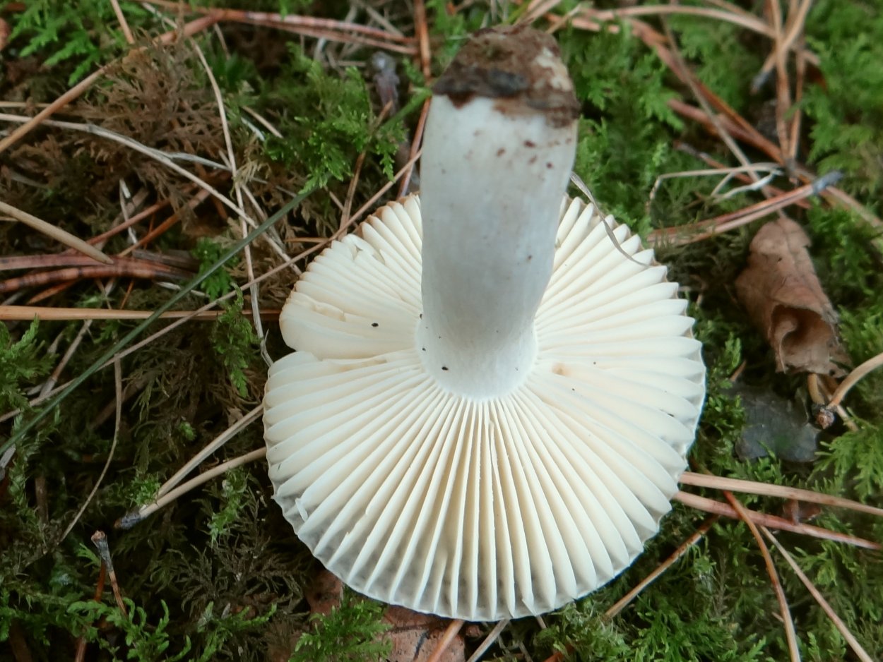 Паутинник голубовато-опоясанный Cortinarius balteatocumatilis