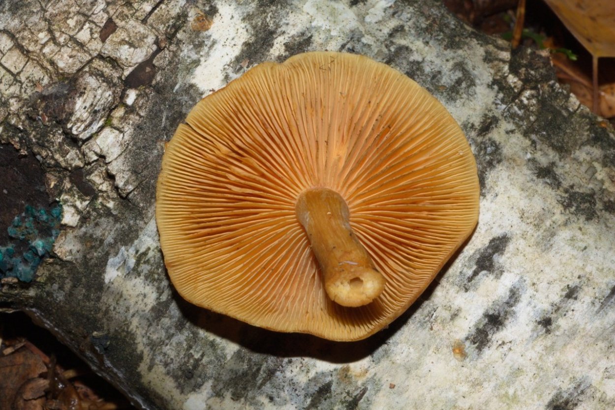 Грибы коричневые пластинчатые свинушки