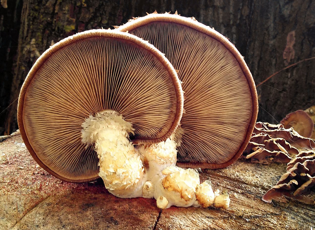 Тубария гриб