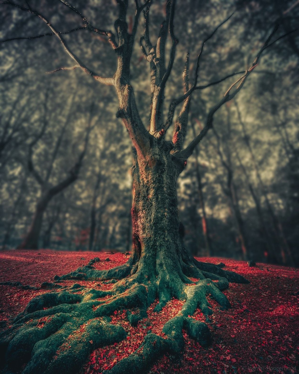 Синемаграфия природа