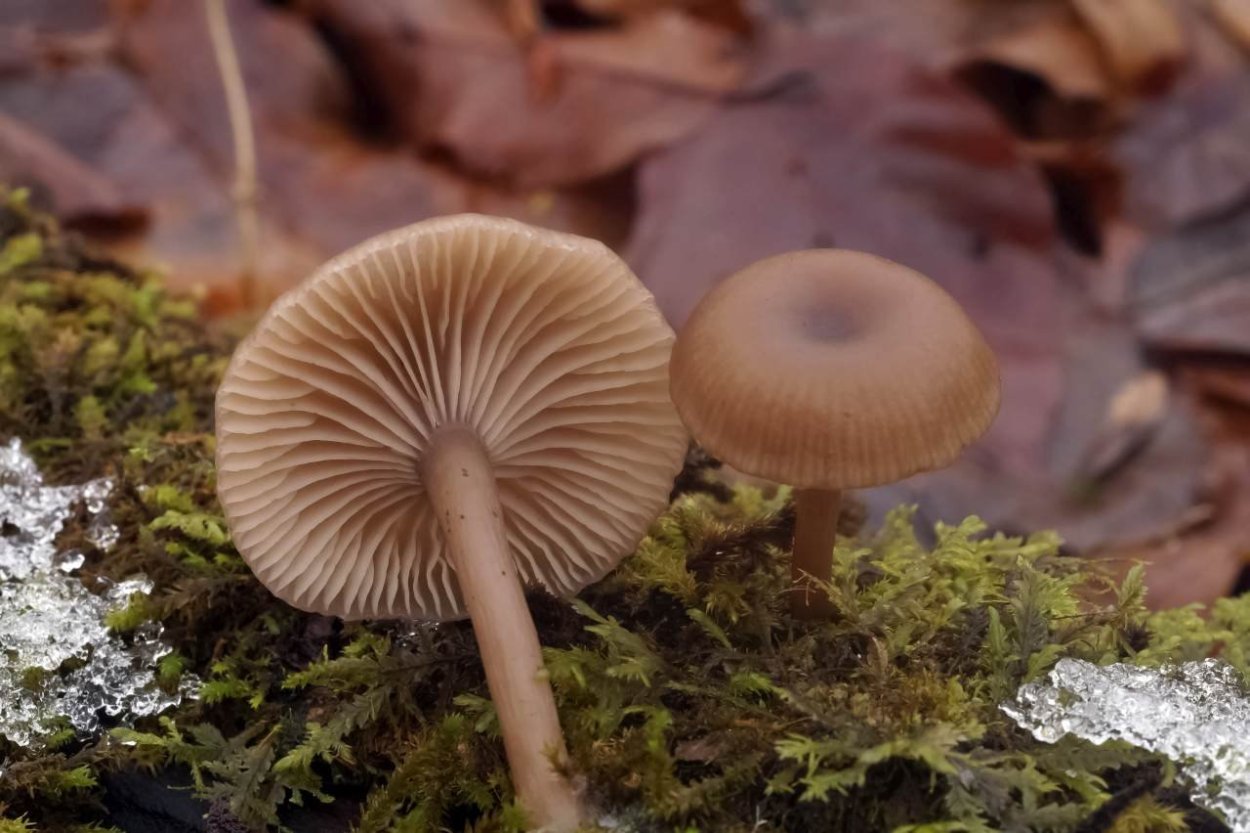 Рядовка бородатая Tricholoma Vaccinum