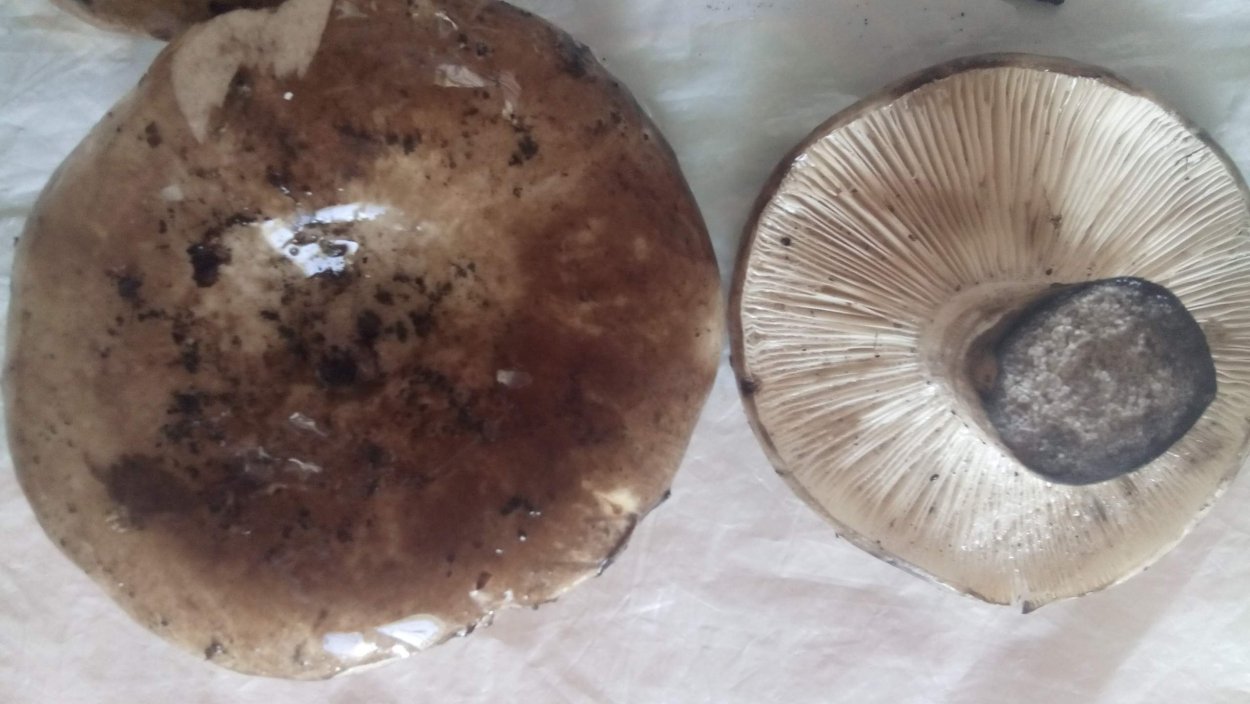 Млечник жгуче-Млечный