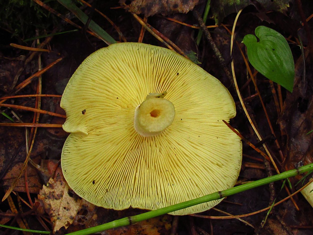 Гигрофор гриб съедобный