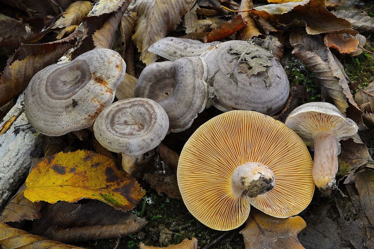 Шляпка гриба снизу