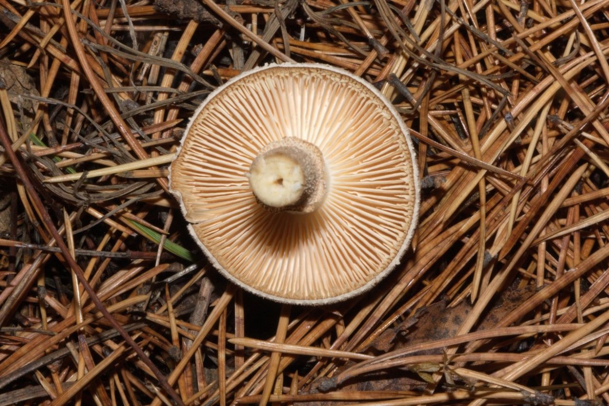 Паутинник двупокровный Cortinarius bivelus