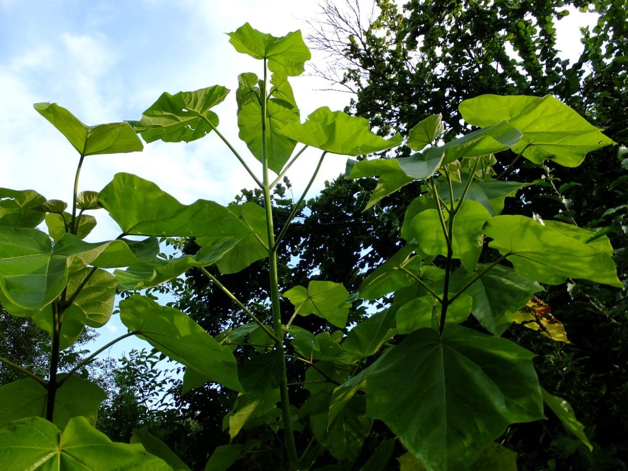 Павловния сорняк
