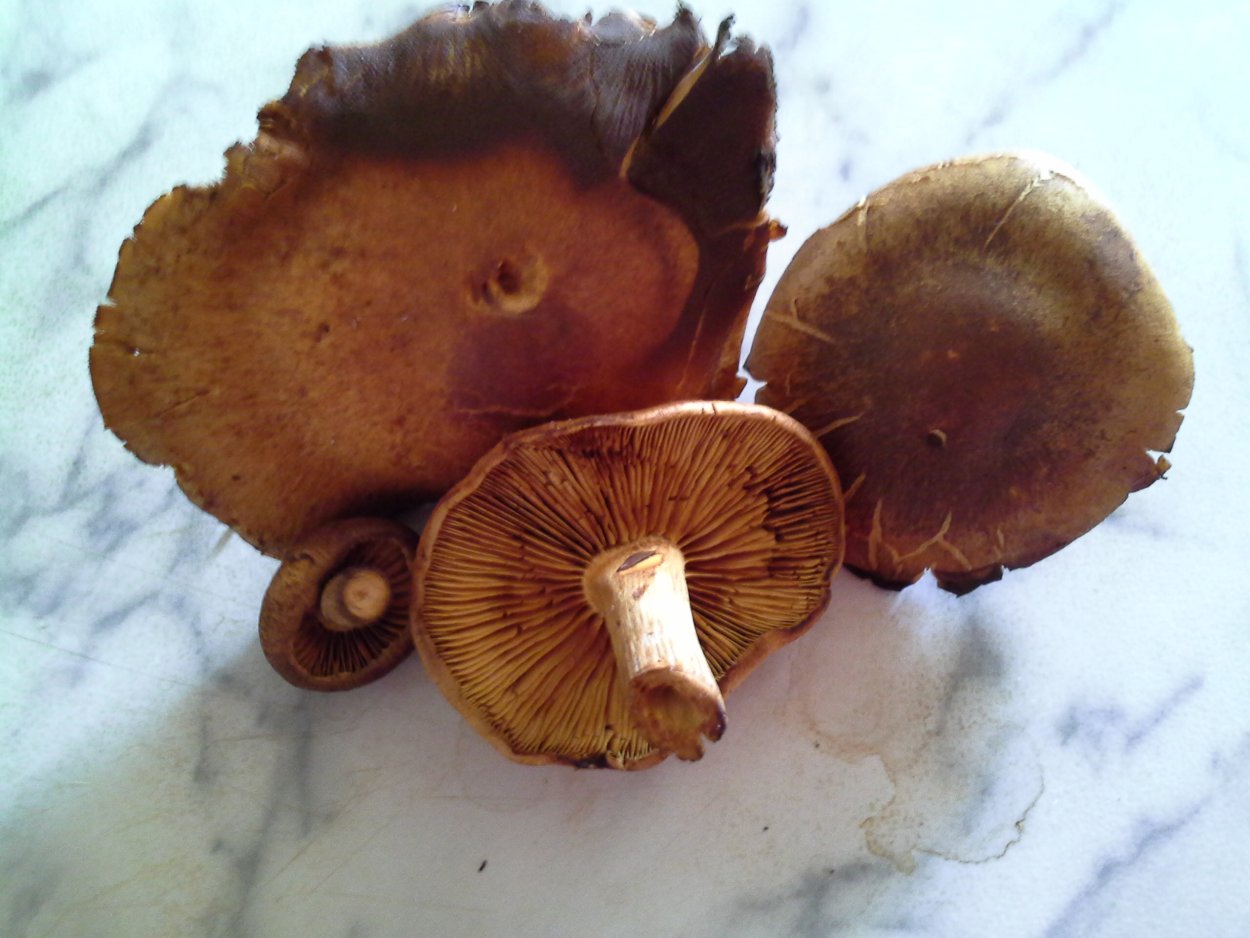 Lactarius sanguifluus