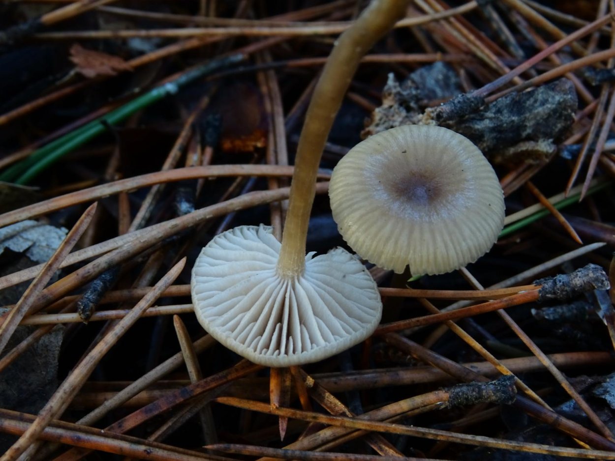 Пластинчатые грибы