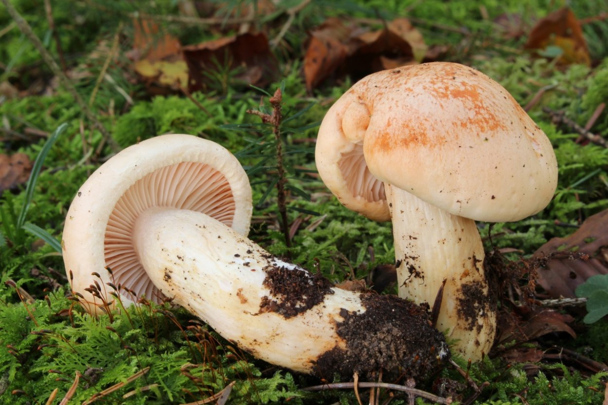 Говорушка желобчатая Clitocybe vibecina
