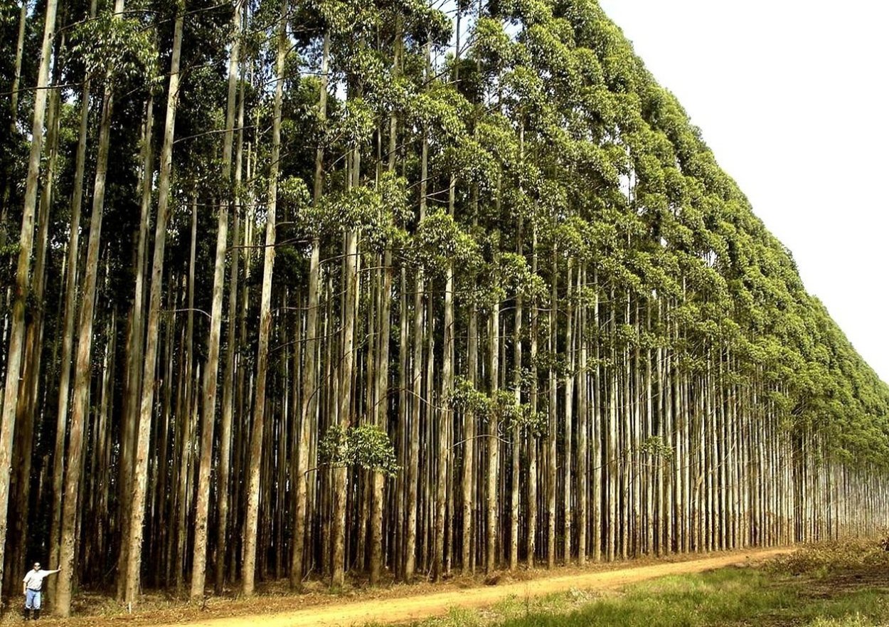 Дерево Сумах оленерогий