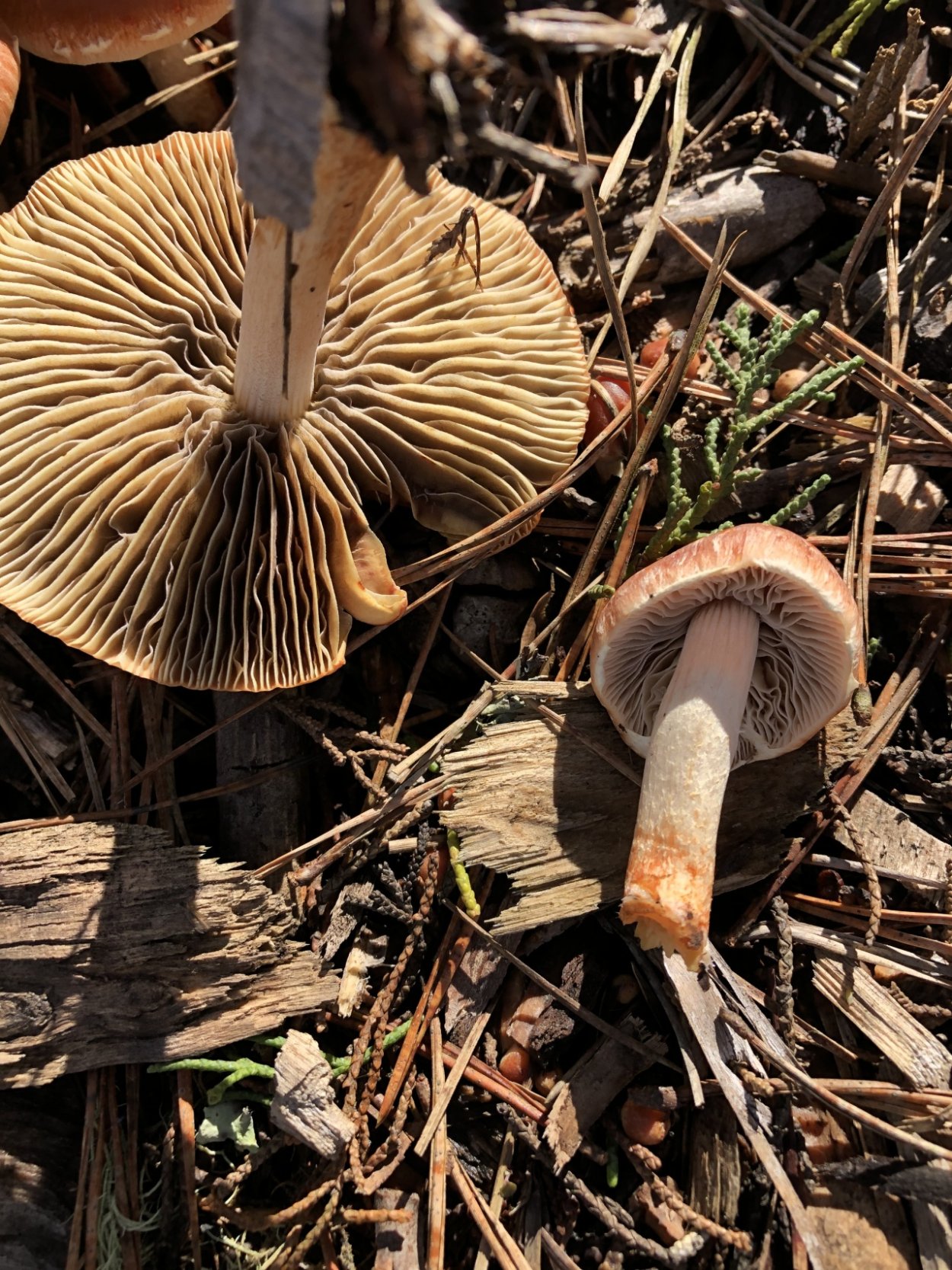 Гриб коричневый пластинчатый паутинник