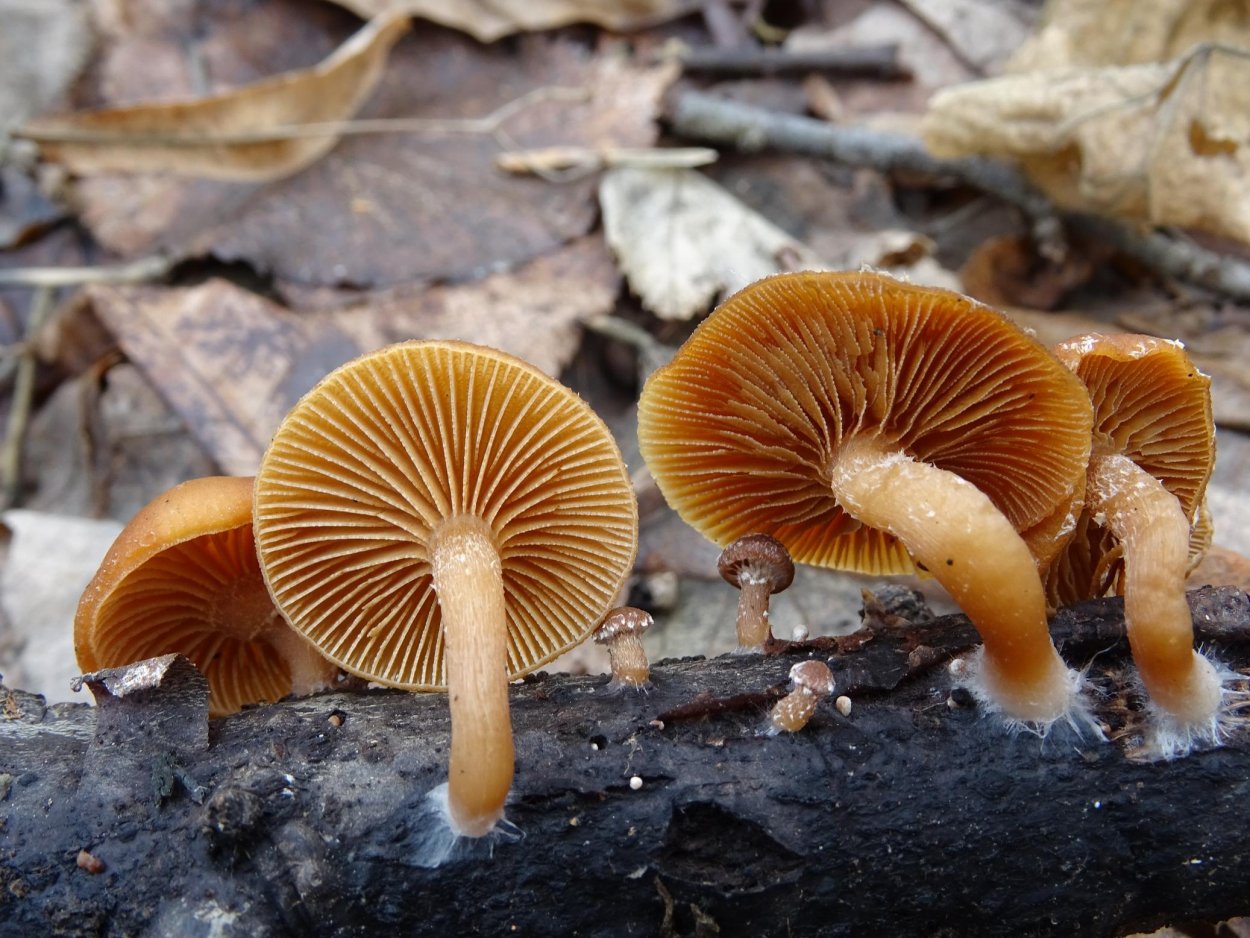 Свинушка тапинелла