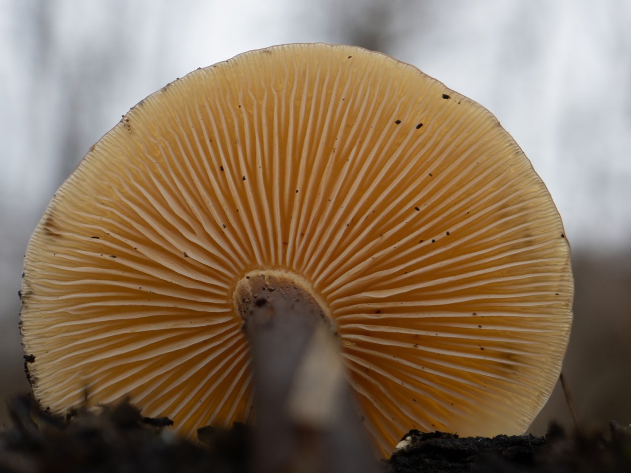 Грибы Шляпочные и трубчатые